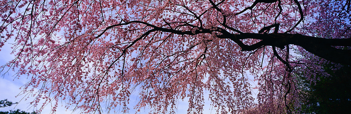 포토 JPG 주간 나무 식물 사계절 계절 꽃 자연 하늘 파노라마 여러그루 풍경 사람없음 야외 봄풍경 봄 벚꽃 벚나무 국내포토 자연요소 다수 촬영기법 생태계 파일형식