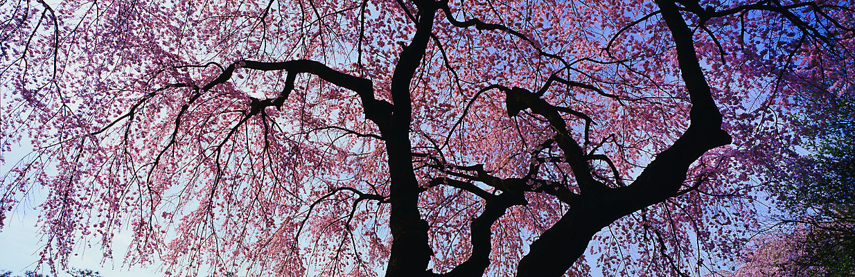 포토 JPG 주간 나무 식물 사계절 계절 꽃 자연 파노라마 여러그루 풍경 사람없음 야외 봄풍경 봄 벚꽃 벚나무 국내포토 자연요소 다수 촬영기법 생태계 파일형식