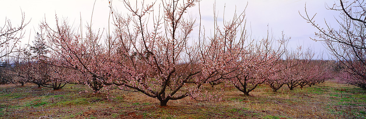 포토 JPG 주간 나무 식물 사계절 계절 꽃 봄꽃 자연 하늘 파노라마 여러그루 풍경 사람없음 야외 봄풍경 봄 복사꽃 복사나무 국내포토 자연요소 다수 촬영기법 생태계 파일형식