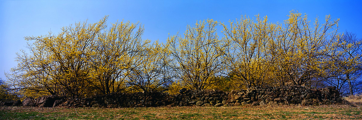 포토 JPG 주간 나무 식물 사계절 계절 꽃 봄꽃 자연 하늘 파노라마 여러그루 풍경 사람없음 야외 봄풍경 봄 산수유 산수유나무 국내포토 자연요소 다수 촬영기법 생태계 파일형식