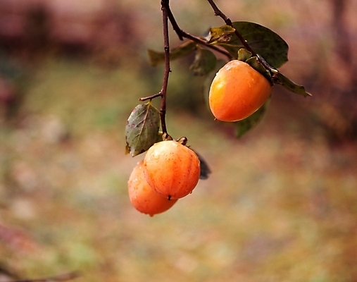 포토 JPG 주간 식물 열매 잎 과일 나뭇잎 감 사람없음 야외 나뭇가지 감나무 국내포토 자연요소 나무 파일형식