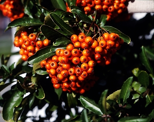 포토 JPG 주간 식물 열매 나뭇잎 사람없음 야외 피라칸타 국내포토 자연요소 잎 파일형식
