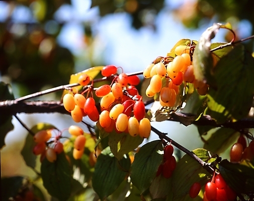 포토 JPG 주간 식물 열매 잎 나뭇잎 사람없음 야외 나뭇가지 산수유 산수유나무 산수유열매 국내포토 자연요소 나무 꽃 파일형식