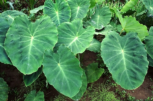 포토 JPG 식물 음식 잎 채소 사람없음 봄 토란잎 국내포토 계절 파일형식