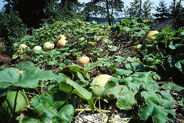 포토 JPG 주간 식물 열매 음식 잎 채소 식재료 호박 풍경 사람없음 야외 농촌 시골 호박잎 국내포토 자연요소 파일형식