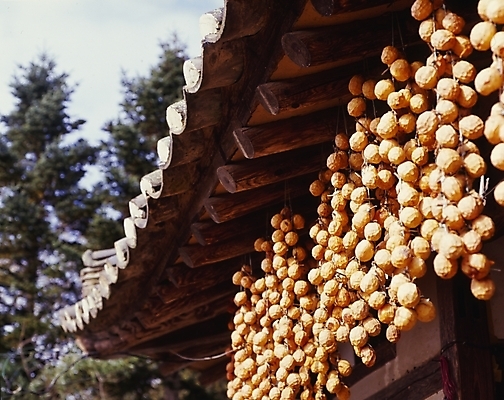 포토 JPG 주간 식물 한국전통 건축물 건축 음식 고건축 과일 주택 건조 감 기와집 풍경 사람없음 야외 건물 농촌 시골 처마 곶감 건과일 국내포토 자연요소 전통 한옥 한국 파일형식