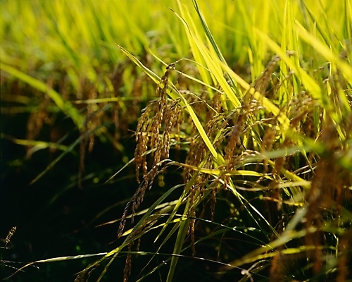 포토 JPG 식물 계절 농업 논 풍경 사람없음 가을풍경 벼 가을 이삭 벼이삭 국내포토 산업 곡류 파일형식 가을_계절