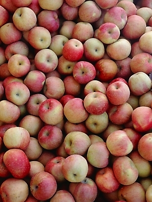 포토 JPG 식물 열매 음식 과일 사람없음 사과 국내포토 파일형식