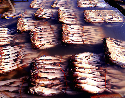 포토 JPG 식재료 어류 사람없음 물 여러개 명태 묶기 가득함 해산물 동태 국내포토 자연요소 다수 모션 수중동물 생태_생선 파일형식