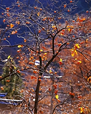포토 JPG 주간 식물 계절 열매 과일 감 풍경 사람없음 야외 가을 농촌 시골 감나무 국내포토 자연요소 나무 파일형식