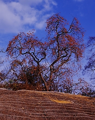 포토 JPG 주간 나무 식물 구름 한국전통 전통 계절 열매 고건축 과일 하늘 지붕 한옥 주택 초가집 감 풍경 사람없음 야외 가을 농촌 시골 감나무 국내포토 자연요소 건축물 한국 건물 파일형식