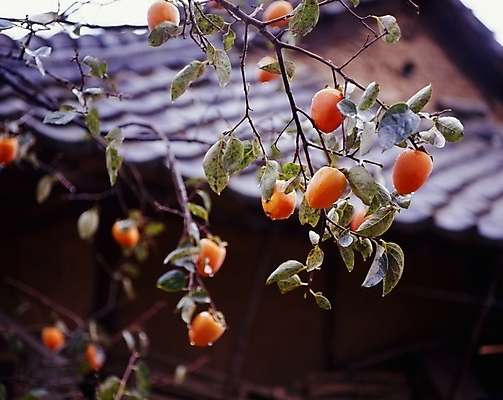 포토 JPG 주간 식물 건축물 계절 열매 건축 음식 고건축 잎 과일 나뭇잎 한옥 주택 감 기와집 풍경 사람없음 야외 가을 농촌 시골 감나무 국내포토 자연요소 나무 한국전통 건물 파일형식