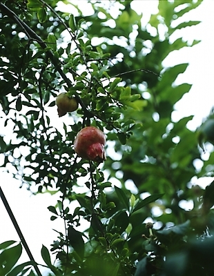포토 JPG 주간 나무 식물 열매 잎 과일 나뭇잎 사람없음 야외 나뭇가지 석류 석류나무 국내포토 자연요소 파일형식