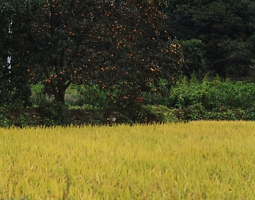 포토 JPG 주간 나무 식물 한국전통 전통 계절 열매 과일 논 여러그루 감 풍경 사람없음 야외 벼 가을 농촌 시골 감나무 국내포토 자연요소 다수 농업 곡류 한국 파일형식