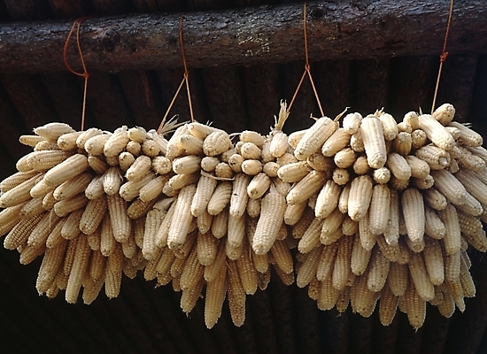 포토 JPG 한국전통 전통 음식 식재료 건조 옥수수 사람없음 국내포토 곡류 한국 파일형식