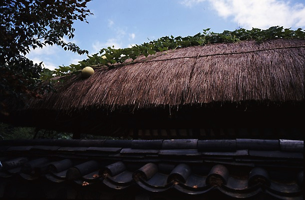 포토 JPG 주간 한국문화 한국전통 전통 시설물 건축 고건축 한국건축 지붕 한옥 한국 초가집 기와 풍경 사람없음 야외 담장 동양건축 덩굴 박 호박넝쿨 국내포토 자연요소 식물 동양문화 건축물 아시아 파일형식 동양