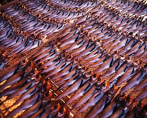 포토 JPG 어패류 건조 어류 사람없음 여러개 명태 가득함 해산물 건어물 건조대 국내포토 동물 다수 수중동물 생태_생선 파일형식