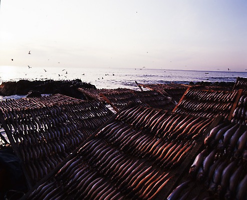 포토 JPG 바다 자연 갈매기 조류 건조 어류 풍경 해변 사람없음 명태 해산물 어촌 건어물 황태 국내포토 동물 수중동물 시골 생태_생선 생태계 파일형식