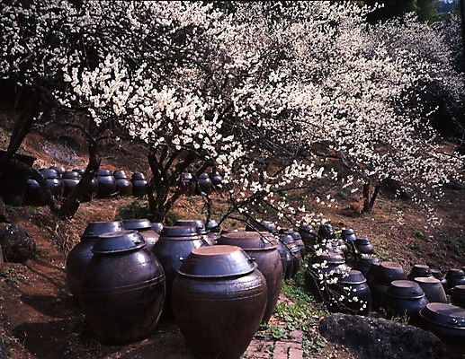 포토 JPG 주간 나무 식물 한국전통 전통 계절 꽃 고건축 봄꽃 자연 한옥 여러그루 풍경 사람없음 야외 봄풍경 봄 벚꽃 농촌 시골 항아리 벚나무 국내포토 자연요소 건축물 다수 한국 도자기 생태계 파일형식