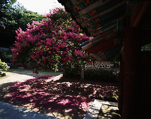 포토 JPG 주간 나무 한국문화 한국전통 전통 문양 시설물 계절 건축 꽃 종교 고건축 무늬 한국건축 한옥 여러그루 풍경 사람없음 야외 전통무늬 전통문양 동양건축 봄풍경 봄 사찰 단청 국내포토 자연요소 식물 동양문화 건축물 다수 종교건축 한국 파일형식 동양