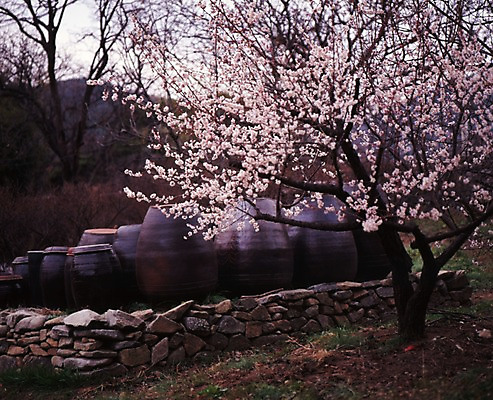 포토 JPG 주간 나무 식물 한국전통 전통 계절 꽃 고건축 봄꽃 자연 한옥 여러그루 풍경 사람없음 야외 봄풍경 봄 벚꽃 농촌 시골 항아리 벚나무 국내포토 자연요소 건축물 다수 한국 도자기 생태계 파일형식