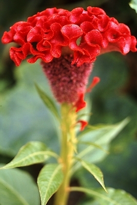 포토 JPG 식물 계절 꽃잎 꽃 여름꽃 자연 사람없음 빨간색 봄 맨드라미 국내포토 컬러 생태계 파일형식 여름_계절