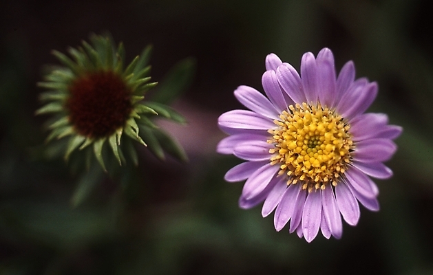포토 JPG 식물 계절 꽃잎 꽃 사람없음 보라색 봄 들꽃 도라지꽃 국내포토 컬러 파일형식
