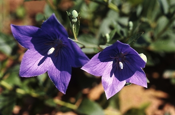 포토 JPG 식물 계절 꽃잎 꽃 여름꽃 자연 사람없음 보라색 봄 들꽃 도라지꽃 국내포토 컬러 생태계 파일형식 여름_계절