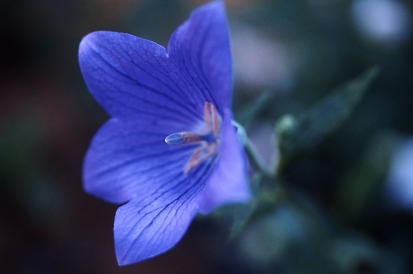 포토 JPG 식물 계절 꽃잎 꽃 여름꽃 자연 사람없음 보라색 봄 들꽃 도라지꽃 국내포토 컬러 생태계 파일형식 여름_계절
