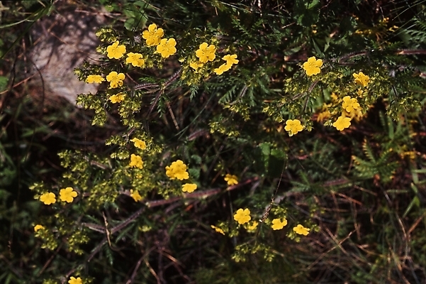 포토 JPG 식물 계절 꽃 사람없음 노란색 봄 들꽃 미나리아재비 국내포토 컬러 파일형식