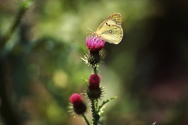 포토 JPG 식물 동물 계절 꽃 분홍색 나비 곤충 여름꽃 자연 사람없음 봄 들꽃 엉겅퀴 국내포토 컬러 생태계 파일형식 여름_계절