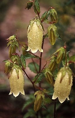 포토 JPG 식물 계절 꽃 여름꽃 자연 사람없음 물 봄 들꽃 흰색 물방울 이슬 초롱꽃 국내포토 자연요소 컬러 생태계 파일형식 여름_계절