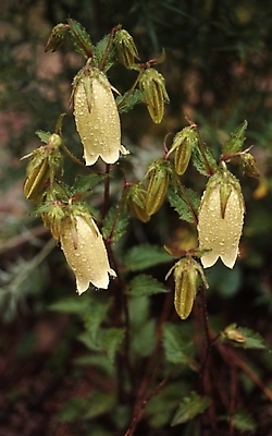 포토 JPG 식물 계절 꽃 여름꽃 자연 사람없음 봄 들꽃 흰색 물방울 이슬 초롱꽃 국내포토 컬러 생태계 파일형식 여름_계절