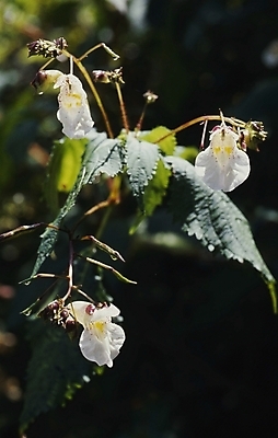 포토 JPG 식물 계절 꽃 잎 사람없음 봄 들꽃 흰색 물봉선 국내포토 컬러 파일형식