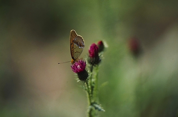 포토 JPG 식물 동물 계절 꽃 분홍색 나비 곤충 여름꽃 자연 사람없음 봄 들꽃 엉겅퀴 국내포토 컬러 생태계 파일형식 여름_계절