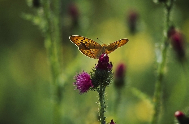 포토 JPG 식물 동물 계절 꽃 줄기 분홍색 나비 곤충 여름꽃 자연 사람없음 봄 들꽃 엉겅퀴 국내포토 컬러 생태계 파일형식 여름_계절