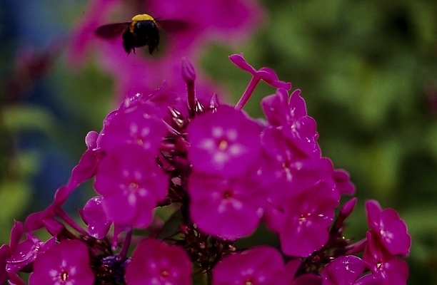 포토 JPG 식물 계절 꽃잎 꽃 분홍색 곤충 사람없음 봄 들꽃 벌 플록스 국내포토 동물 컬러 파일형식