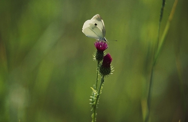 포토 JPG 식물 계절 꽃 분홍색 나비 곤충 여름꽃 자연 사람없음 봄 들꽃 엉겅퀴 국내포토 동물 컬러 생태계 파일형식 여름_계절