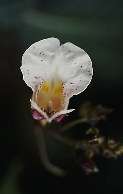 포토 JPG 식물 계절 꽃잎 꽃 잎 사람없음 봄 들꽃 흰색 물봉선 국내포토 컬러 파일형식