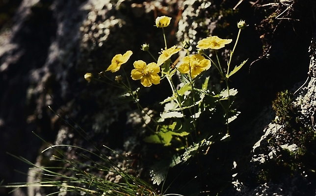 포토 JPG 주간 식물 계절 꽃 사람없음 야외 노란색 봄 들꽃 미나리아재비 국내포토 자연요소 컬러 파일형식