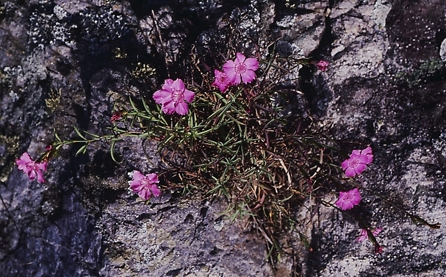 포토 JPG 주간 식물 계절 꽃 분홍색 여름꽃 자연 사람없음 야외 봄 들꽃 바위 패랭이꽃 국내포토 자연요소 컬러 생태계 파일형식 여름_계절