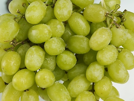 포토 JPG 스튜디오촬영 식물 음식 과일 포도 실내 근접촬영 사람없음 농작물 신선 청포도 국내포토 뷰포인트 농업 내부 파일형식