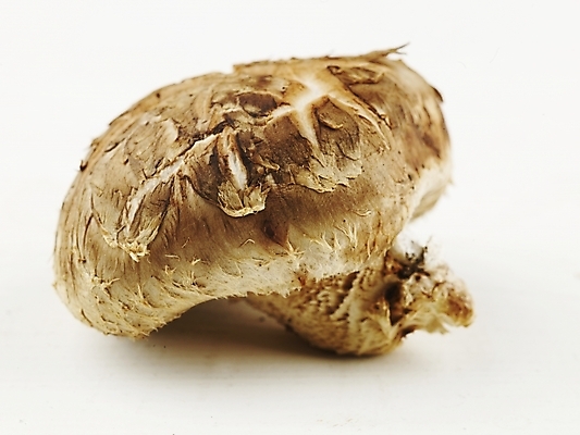 포토 JPG 스튜디오촬영 음식 식재료 실내 누끼 근접촬영 사람없음 가로 농작물 버섯 신선 식용버섯 표고버섯 국내포토 뷰포인트 농업 파일형식