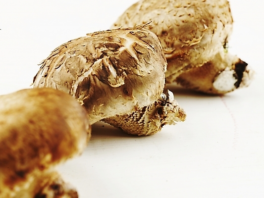 포토 JPG 스튜디오촬영 음식 식재료 실내 근접촬영 사람없음 가로 농작물 버섯 신선 식용버섯 표고버섯 국내포토 뷰포인트 농업 파일형식