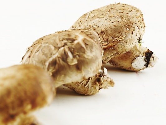 포토 JPG 스튜디오촬영 음식 식재료 실내 근접촬영 사람없음 가로 농작물 버섯 신선 식용버섯 표고버섯 국내포토 뷰포인트 농업 파일형식