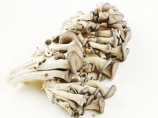 포토 JPG 스튜디오촬영 음식 식재료 실내 사람없음 가로 농작물 여러개 버섯 신선 식용버섯 느타리버섯 국내포토 다수 농업 파일형식