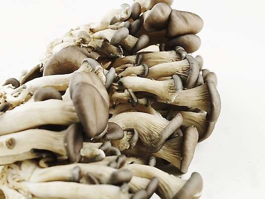 포토 JPG 스튜디오촬영 음식 식재료 실내 사람없음 가로 농작물 여러개 버섯 신선 식용버섯 느타리버섯 국내포토 다수 농업 파일형식