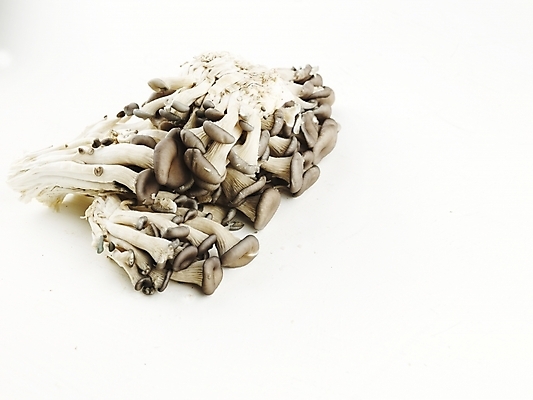 포토 JPG 스튜디오촬영 음식 식재료 실내 누끼 사람없음 가로 농작물 여러개 버섯 신선 식용버섯 느타리버섯 국내포토 다수 농업 파일형식