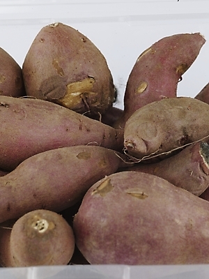 포토 JPG 스튜디오촬영 음식 채소 식재료 뿌리채소 실내 근접촬영 사람없음 농작물 여러개 신선 고구마 국내포토 뷰포인트 다수 농업 파일형식