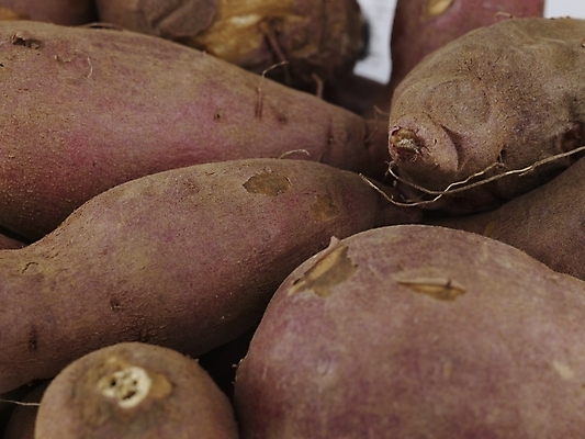 포토 JPG 스튜디오촬영 음식 채소 식재료 뿌리채소 실내 근접촬영 사람없음 농작물 여러개 신선 고구마 국내포토 뷰포인트 다수 농업 파일형식